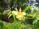 Thumbnail: Orchids in El Salvador